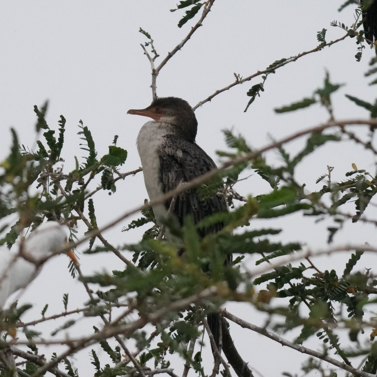 Ubarroi buztanluzea - ML642695669