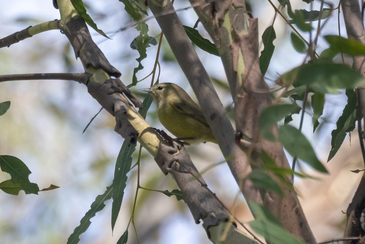 Orange-crowned Warbler - ML642695670