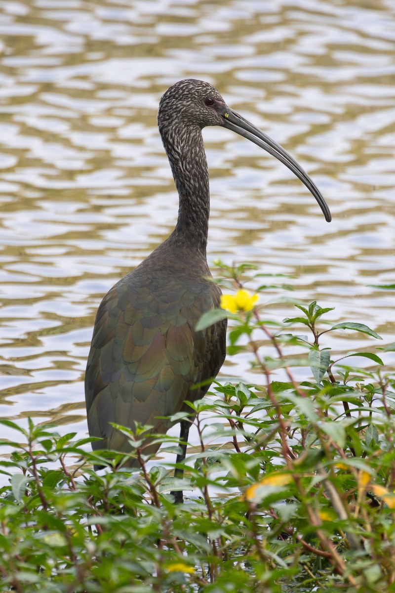 White-faced Ibis - ML642695674