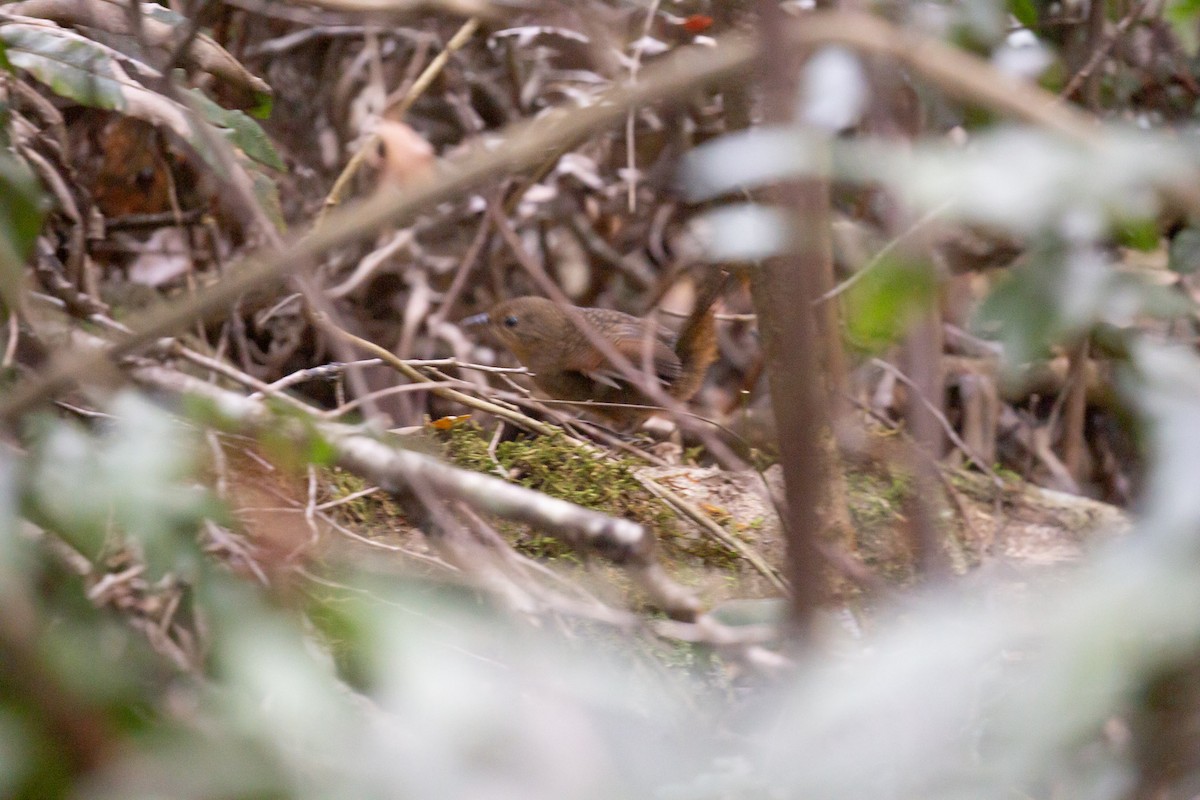 Rufous Scrub-bird - ML642695677