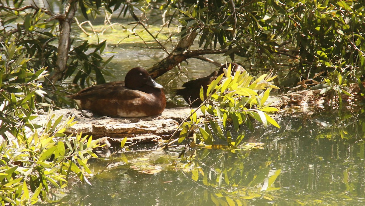 Murgilari australiarra - ML642695685