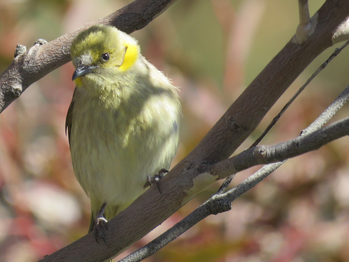 Gray-fronted Honeyeater - ML642695686