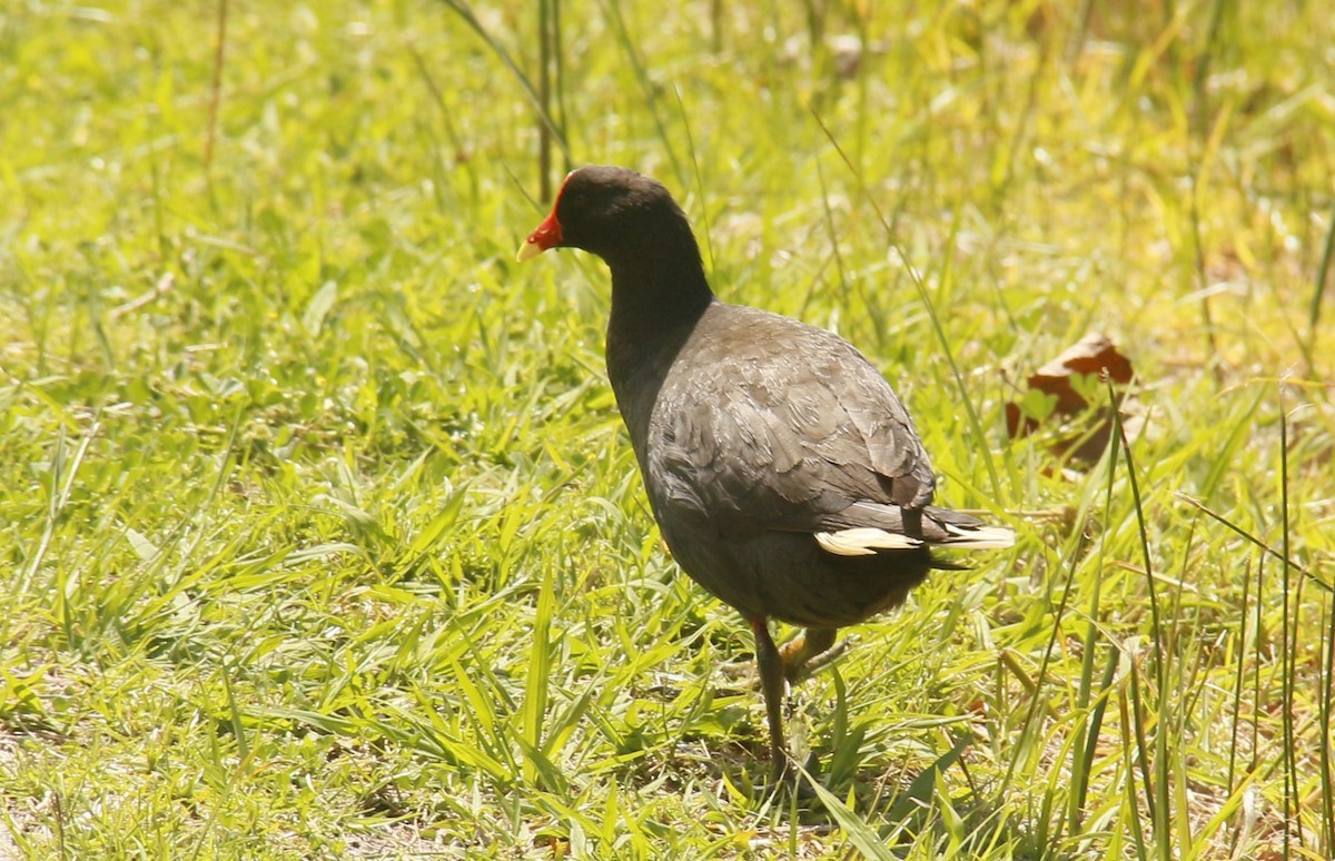 Dusky Moorhen - ML642695688