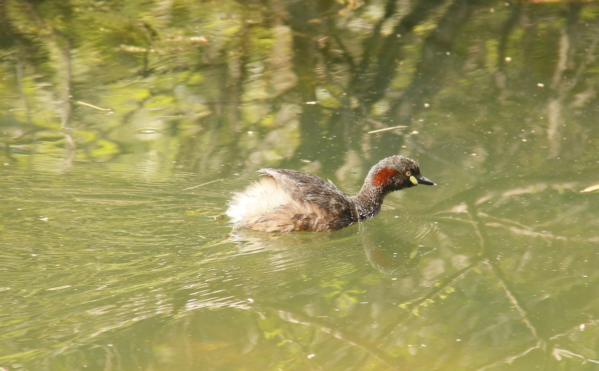 Australasian Grebe - ML642695689
