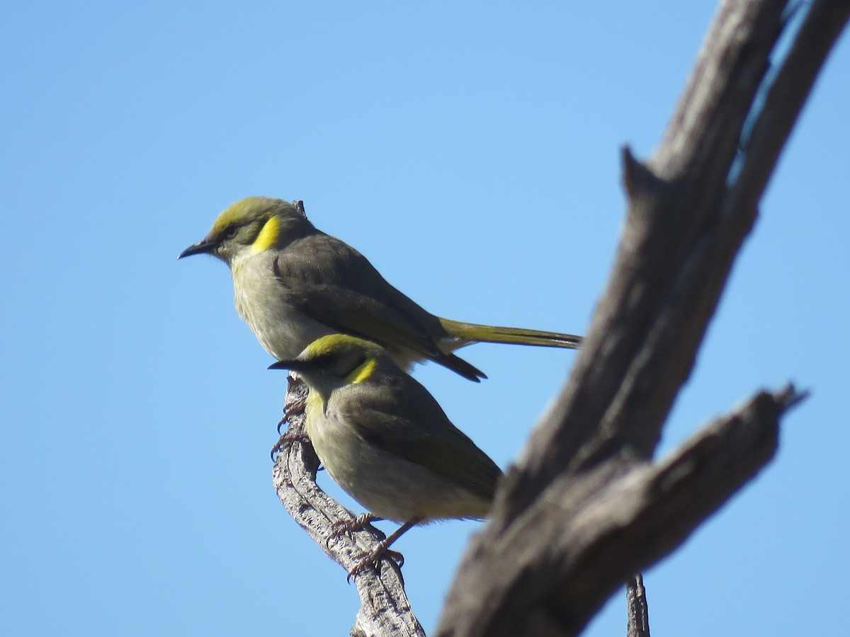 Gray-fronted Honeyeater - ML642695692
