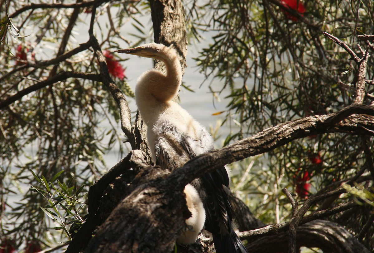 Anhinga australiarra - ML642695693