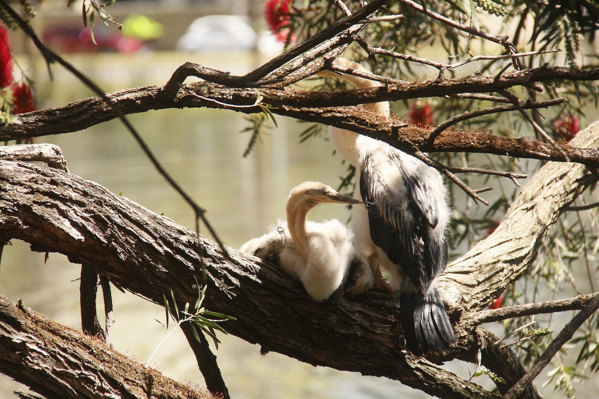Anhinga australiarra - ML642695694