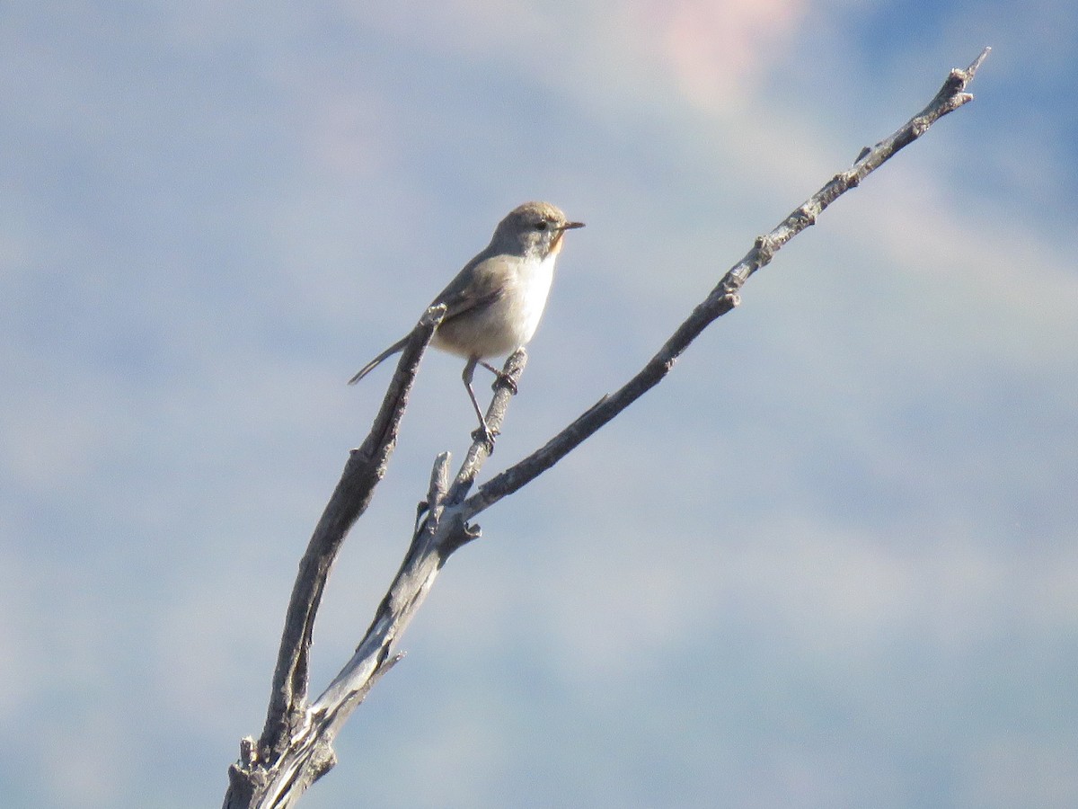 Redthroat - ML642695695