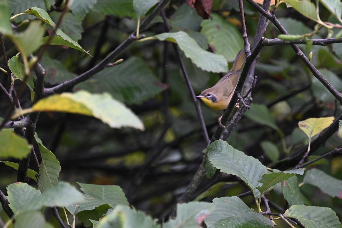 Common Yellowthroat - ML642695696