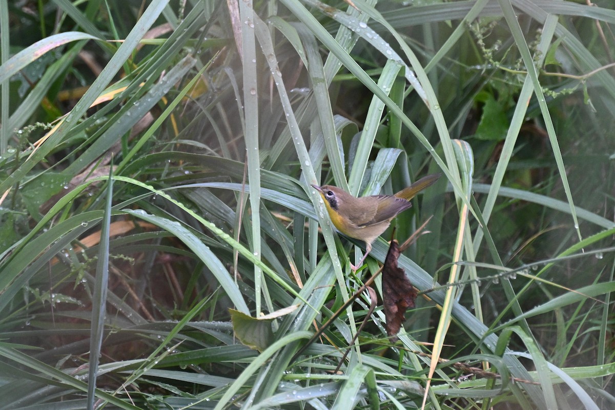 Common Yellowthroat - ML642695697