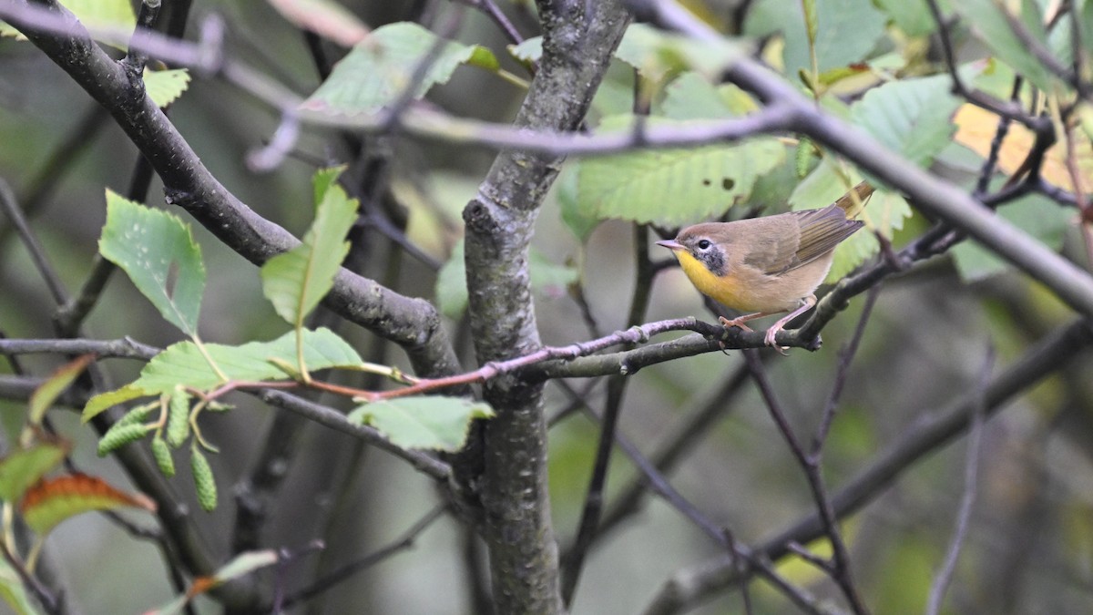 Common Yellowthroat - ML642695698