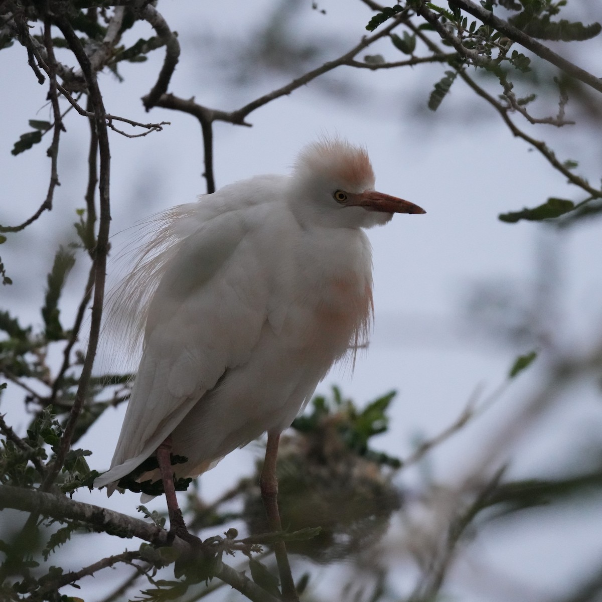 Western Cattle-Egret - ML642695711