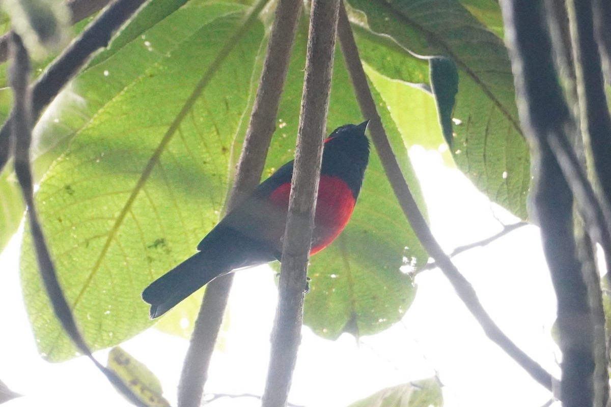 Scarlet-bellied Mountain Tanager - ML642695732
