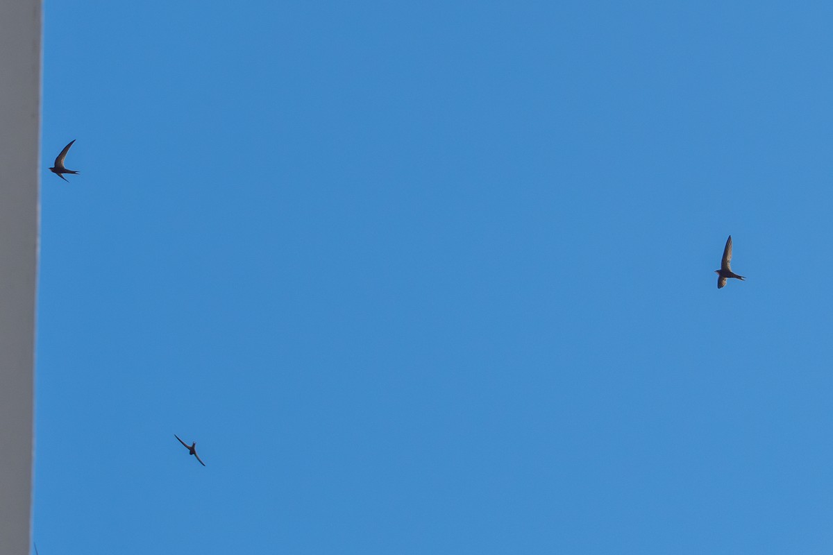 Pallid Swift - ML642695734
