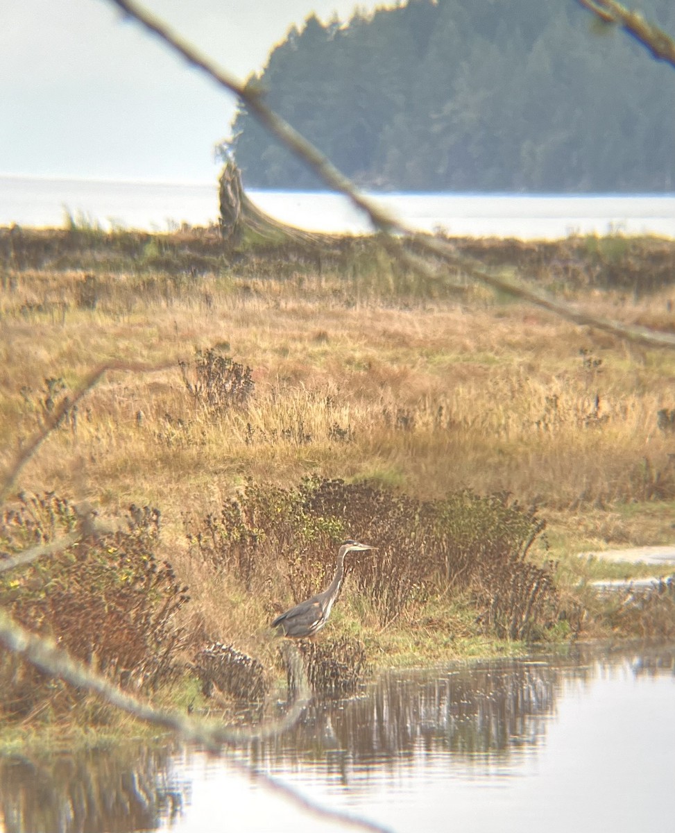 Great Blue Heron - ML642695735