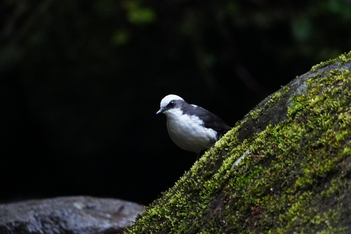 White-capped Dipper - ML642695739