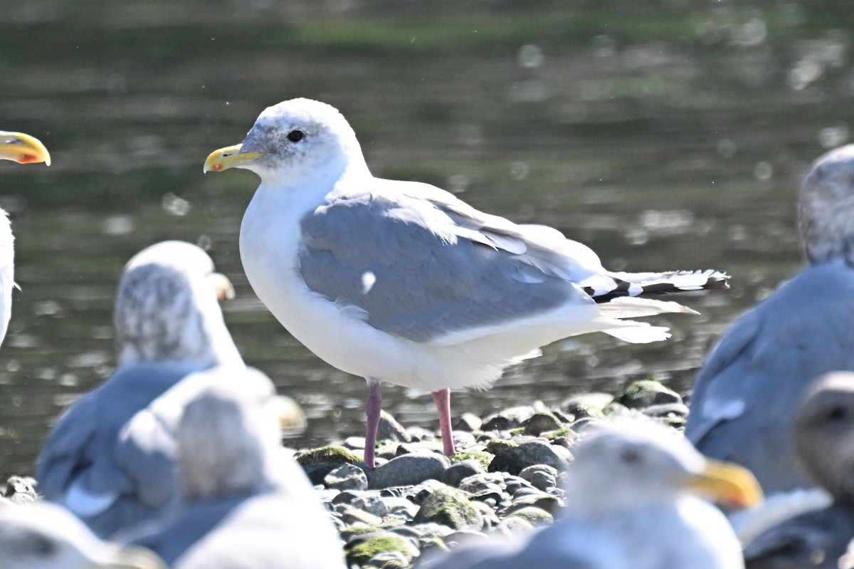 Goéland arctique (thayeri) - ML642695752