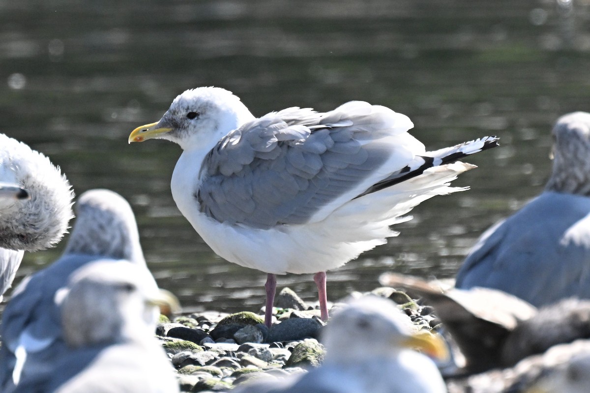 Goéland arctique (thayeri) - ML642695753