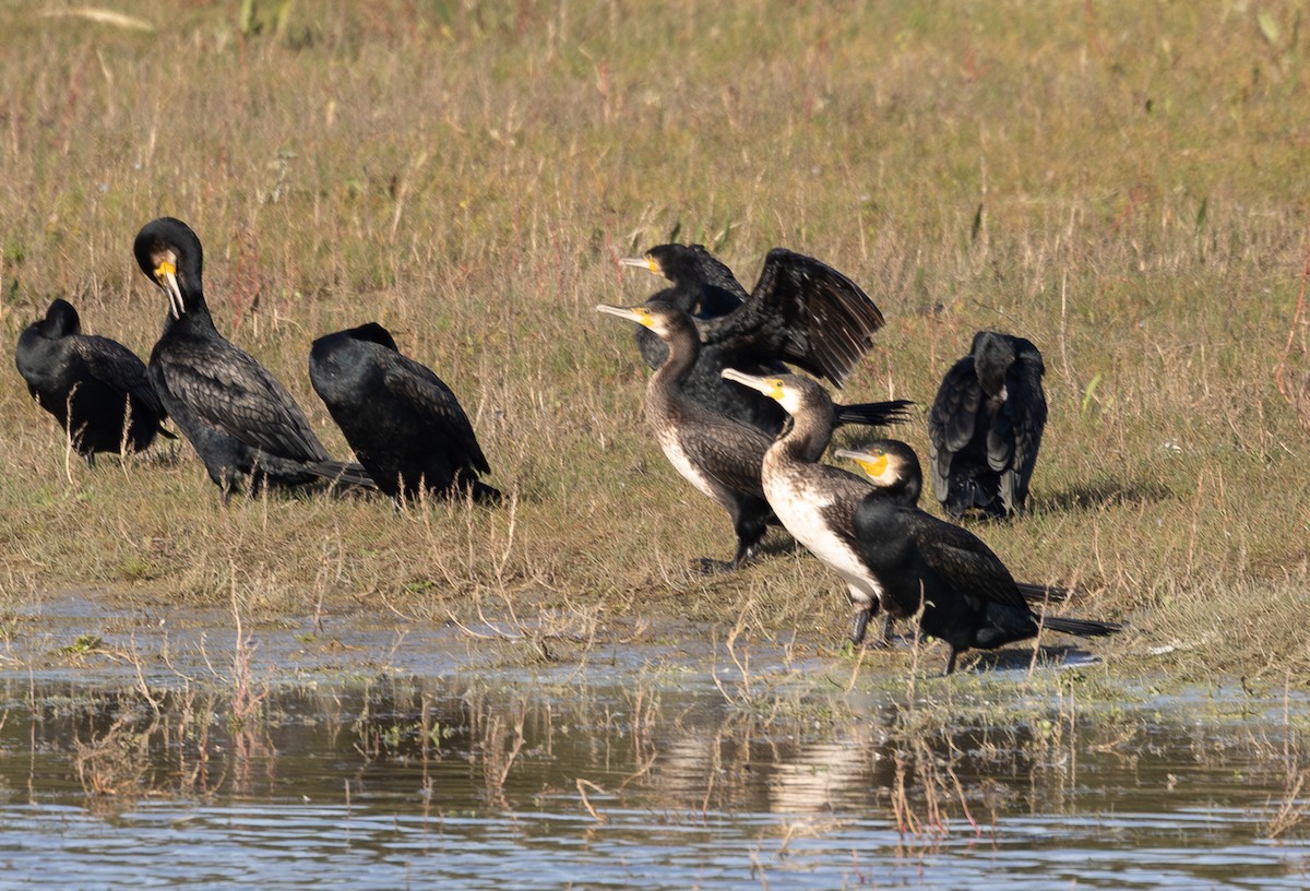 Cormorán Grande - ML642695754