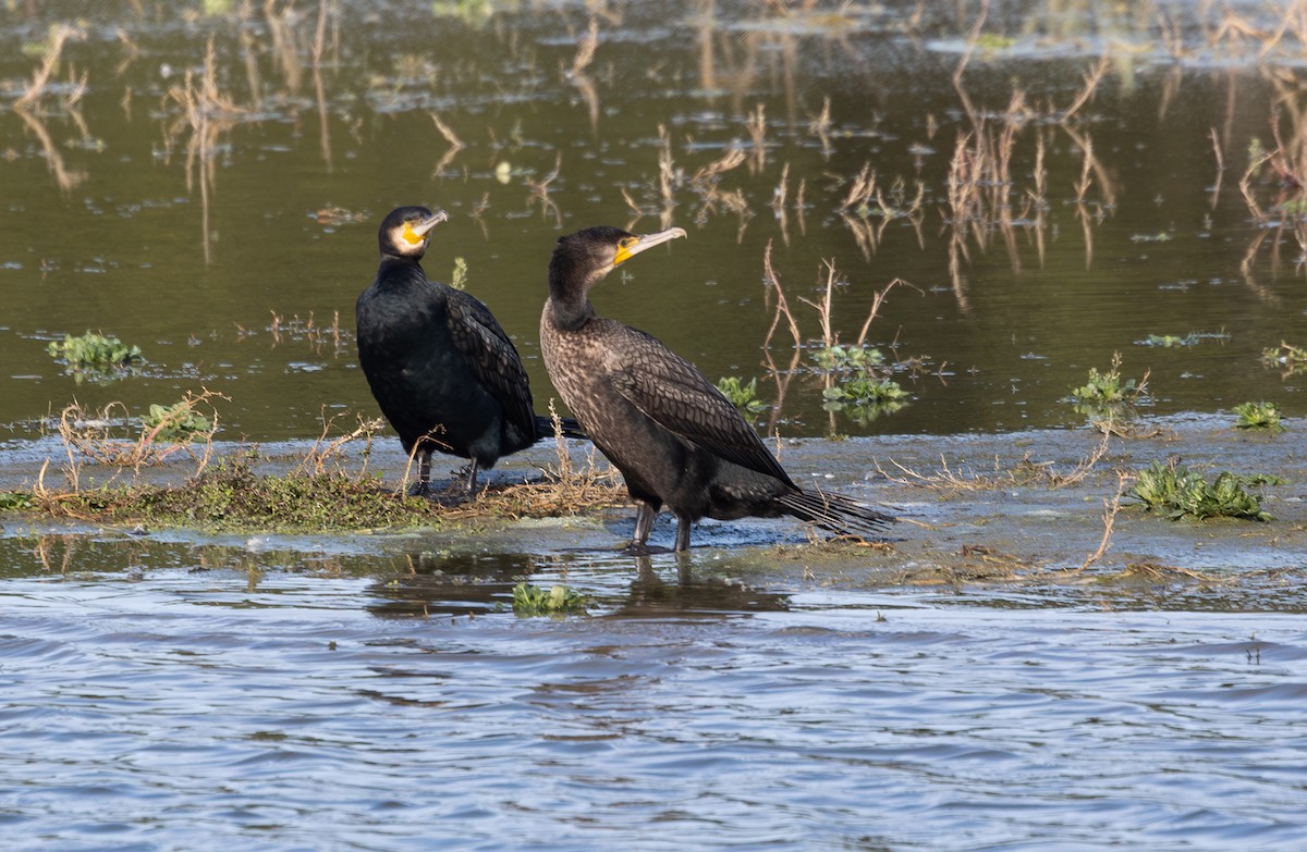 Cormorán Grande - ML642695755