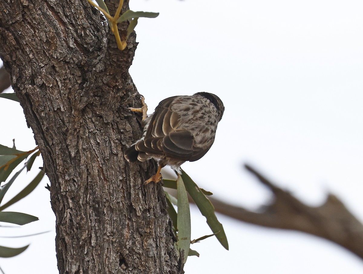 Neosita Variable (pileata) - ML642695759