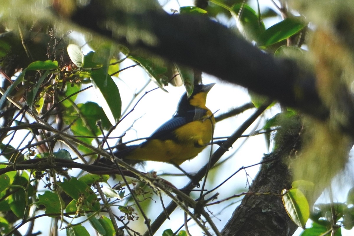 Tangara Aliazul - ML642695767