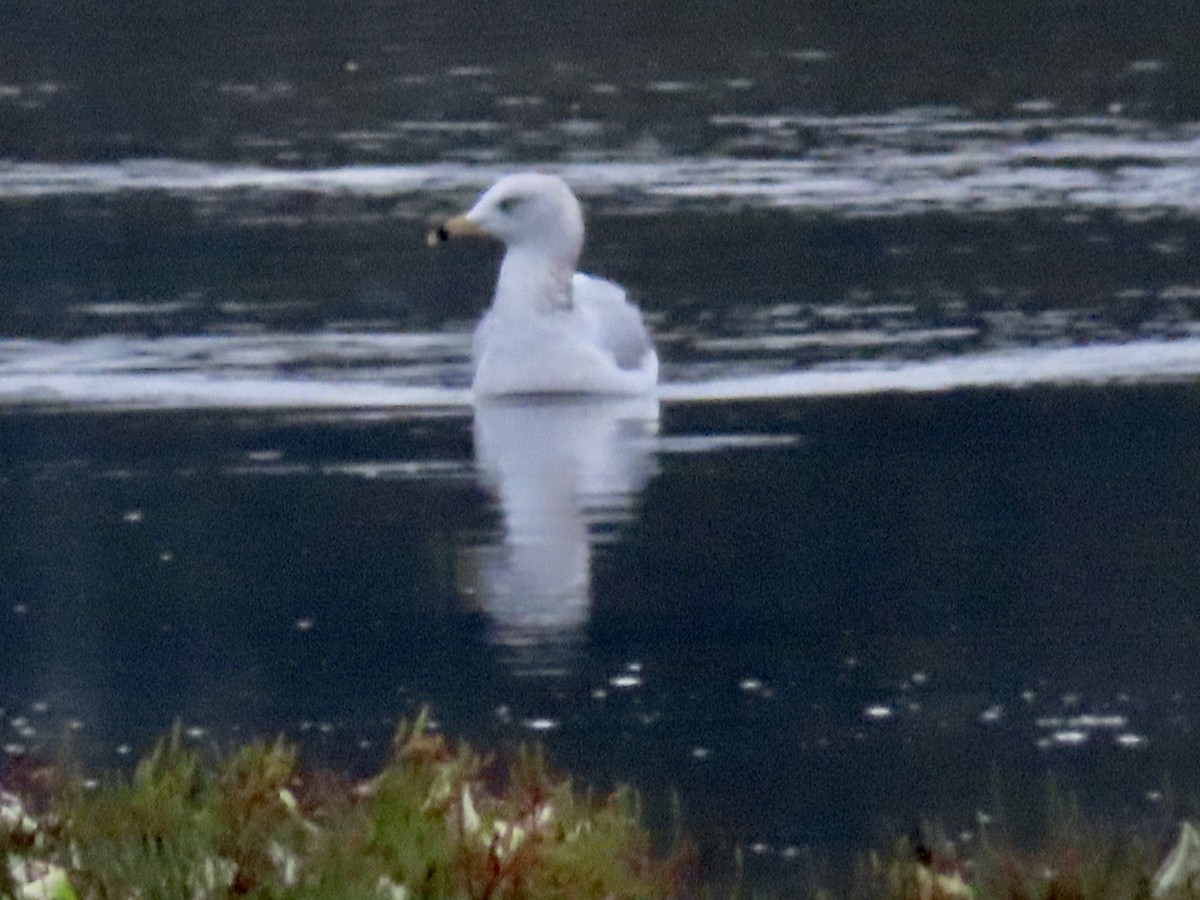 Gaviota de Delaware - ML642695772