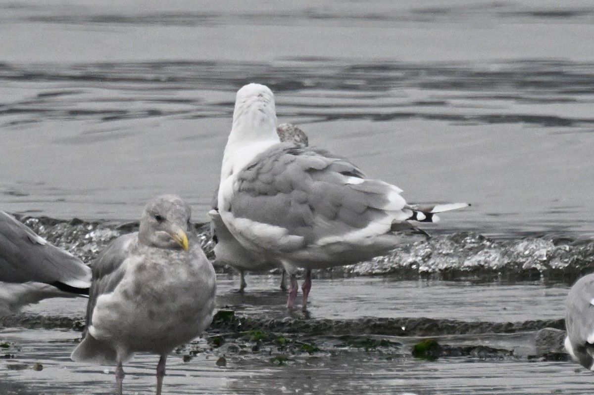 Gaviota Groenlandesa (thayeri) - ML642695775