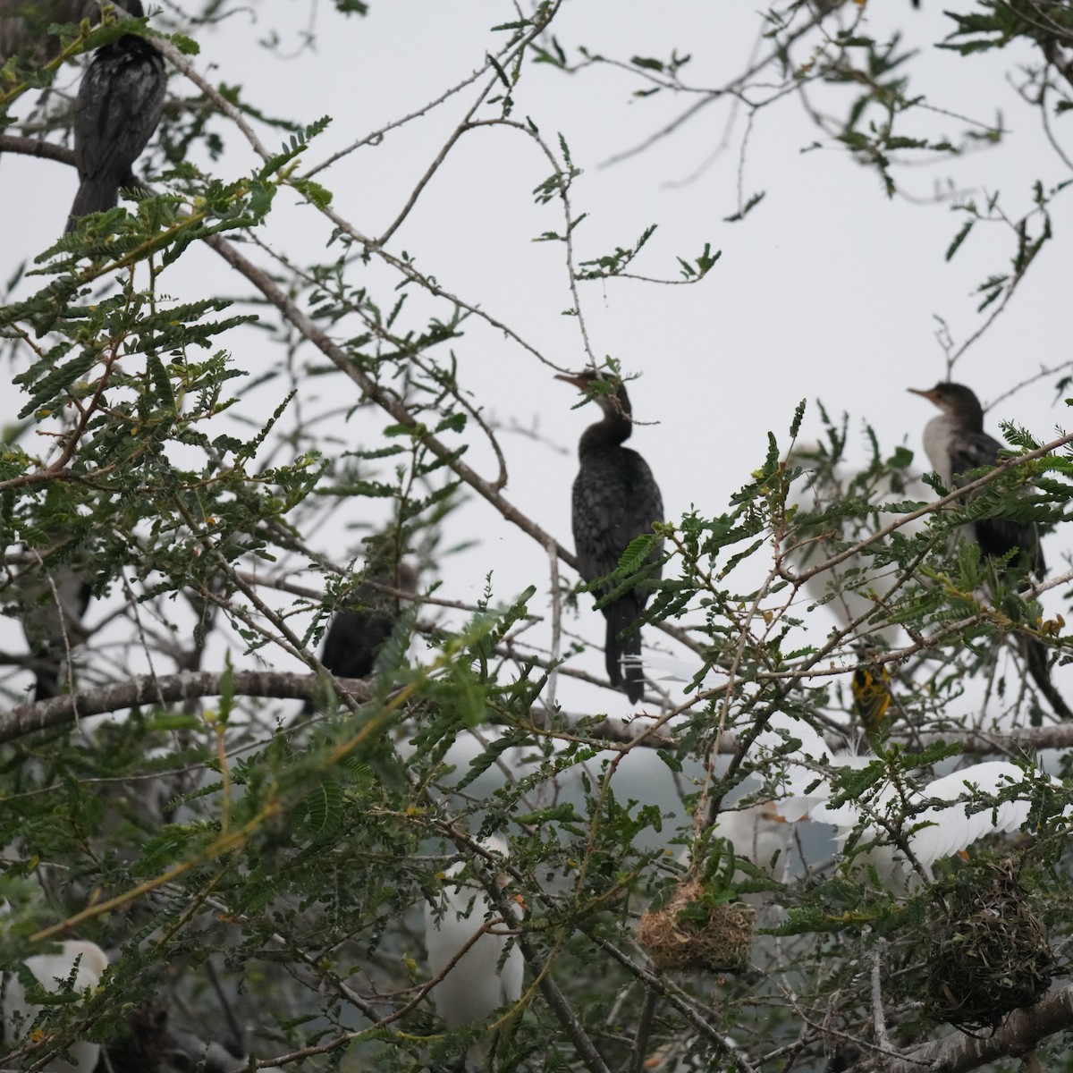 Cormorán Africano - ML642695780