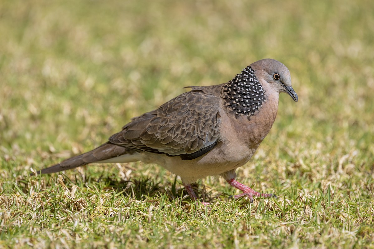 カノコバト - ML642695792