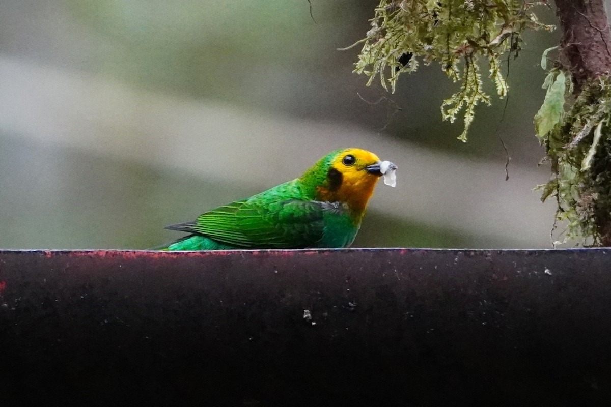 Multicolored Tanager - ML642695795