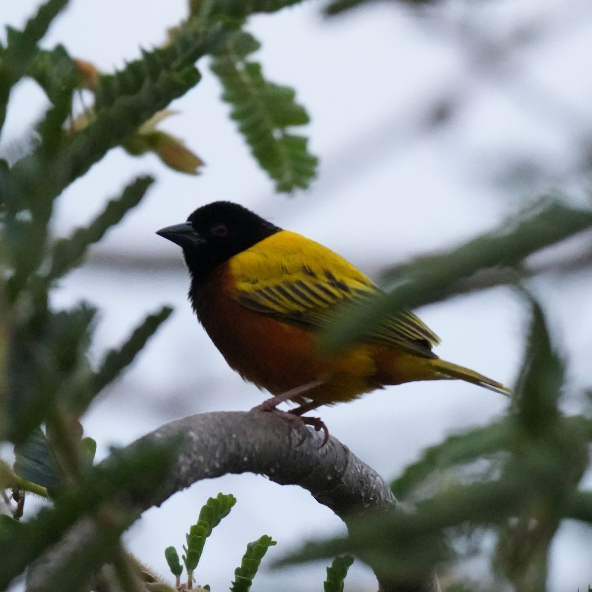 Golden-backed Weaver - ML642695797