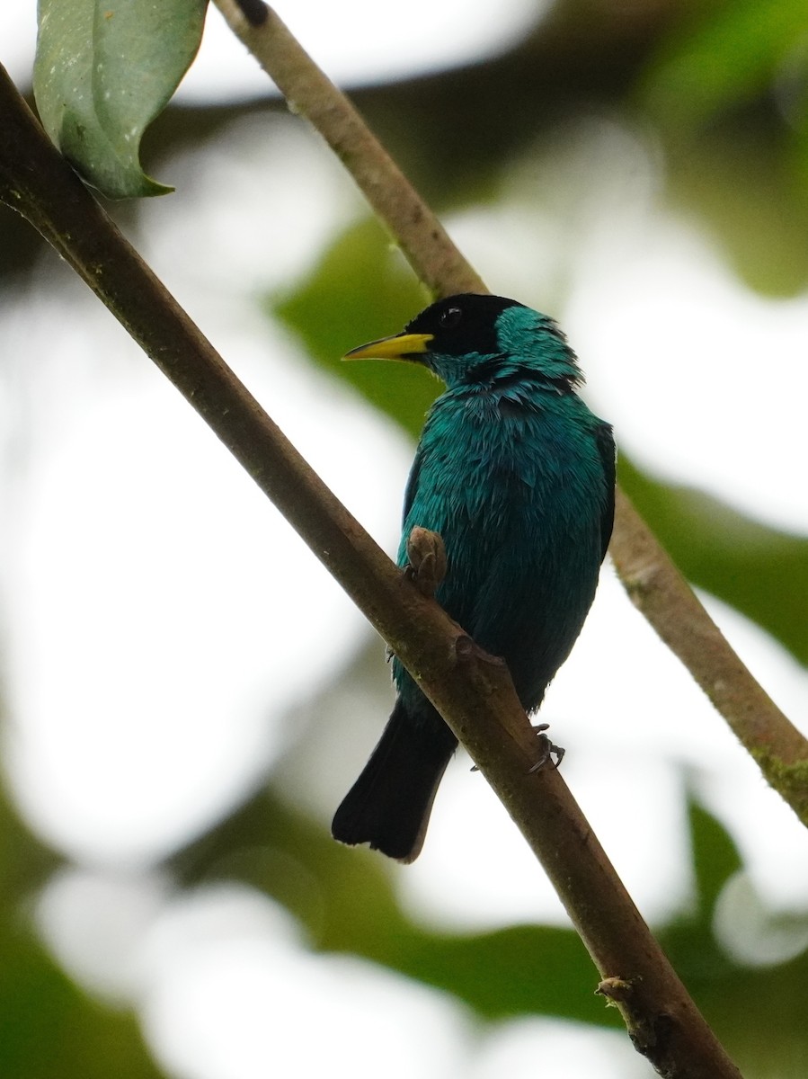 Green Honeycreeper - ML642695798