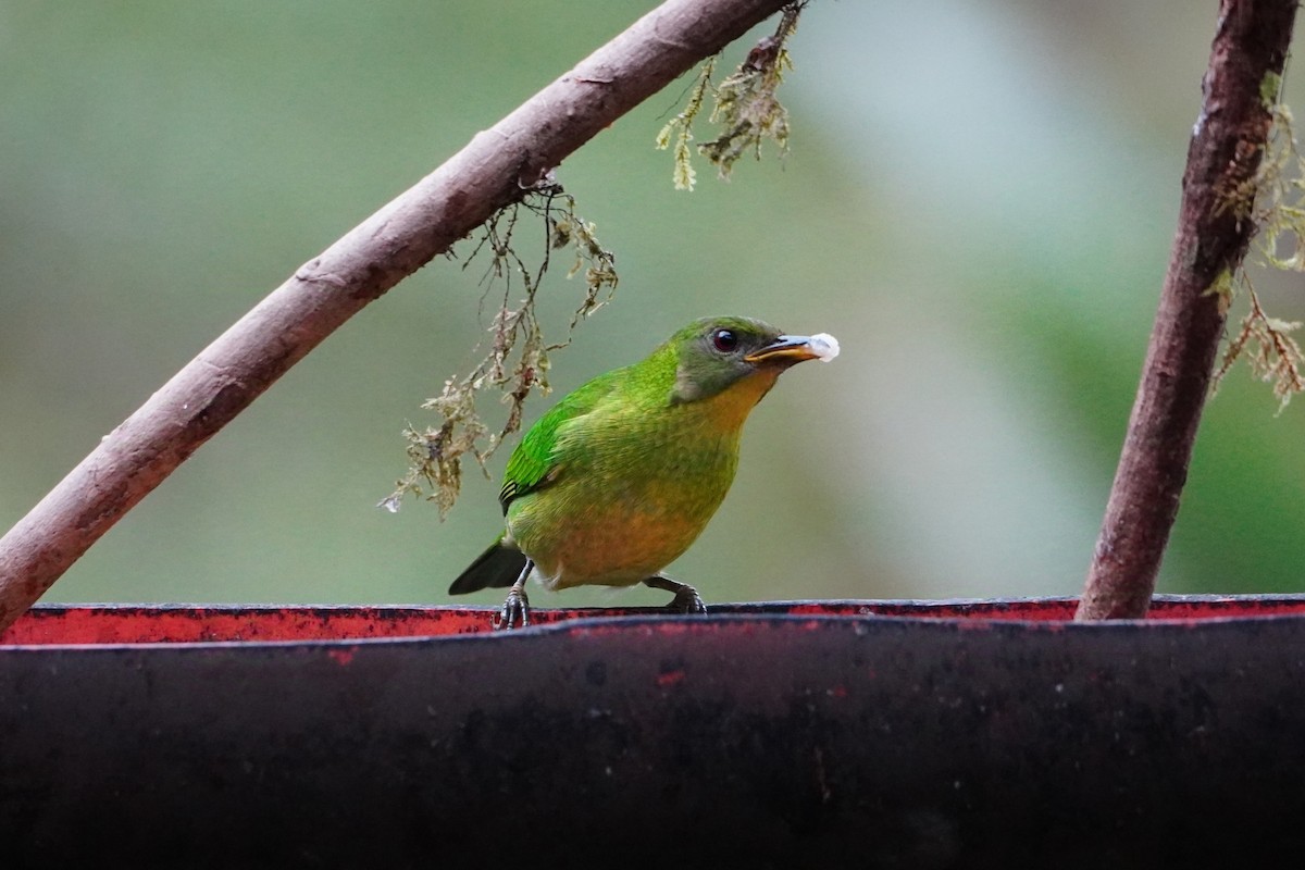 Green Honeycreeper - ML642695799