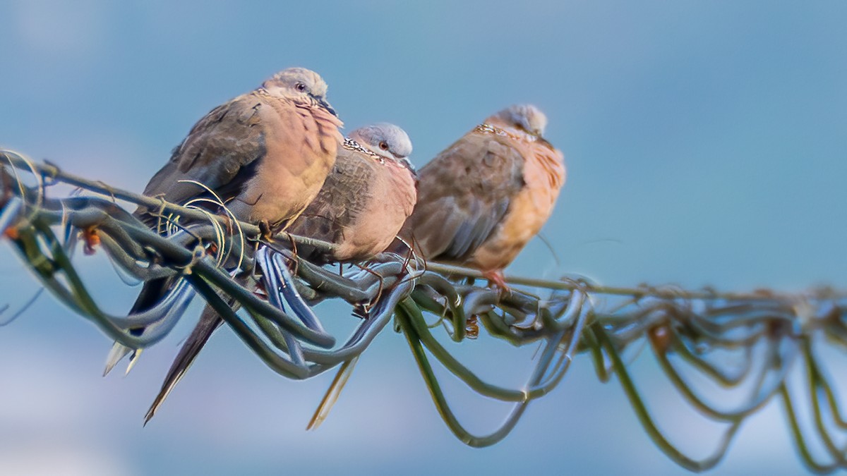 Spotted Dove - ML642695803