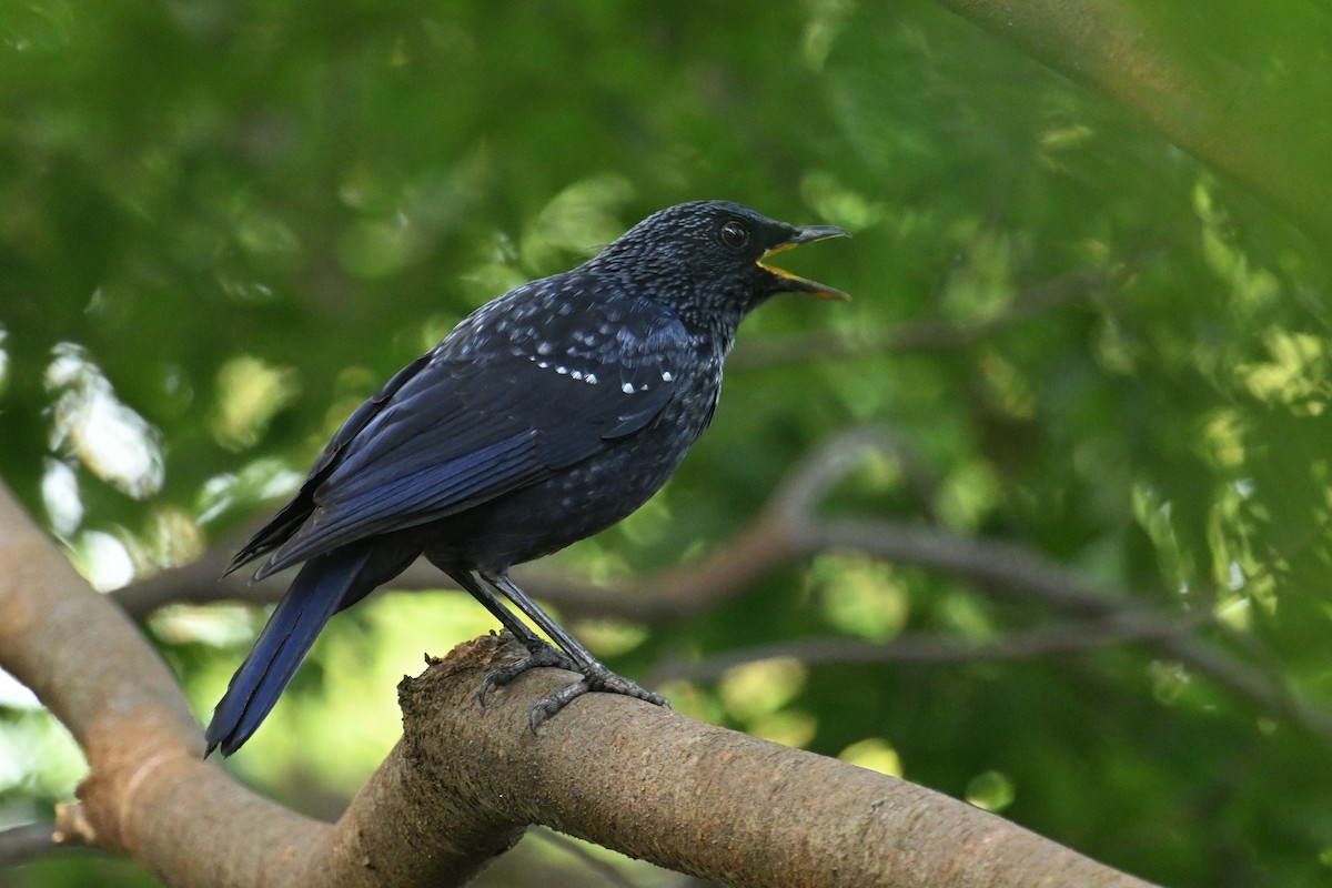 Blue Whistling-Thrush (Black-billed) - ML642695805