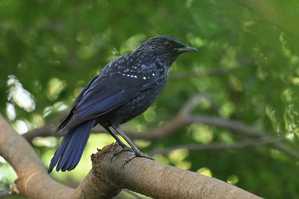 Blue Whistling-Thrush (Black-billed) - ML642695806