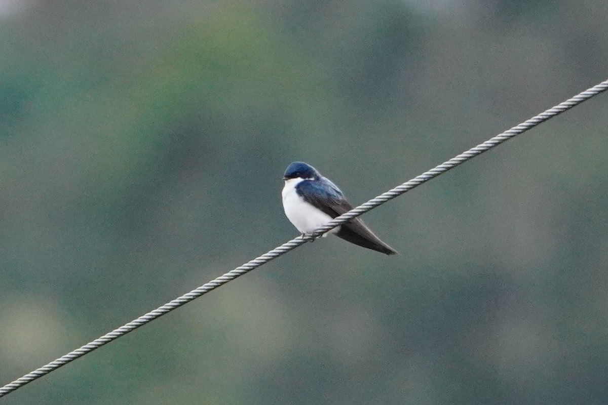 Blue-and-white Swallow - ML642695811