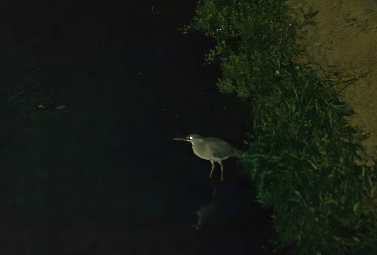 Striated Heron - ML642695814