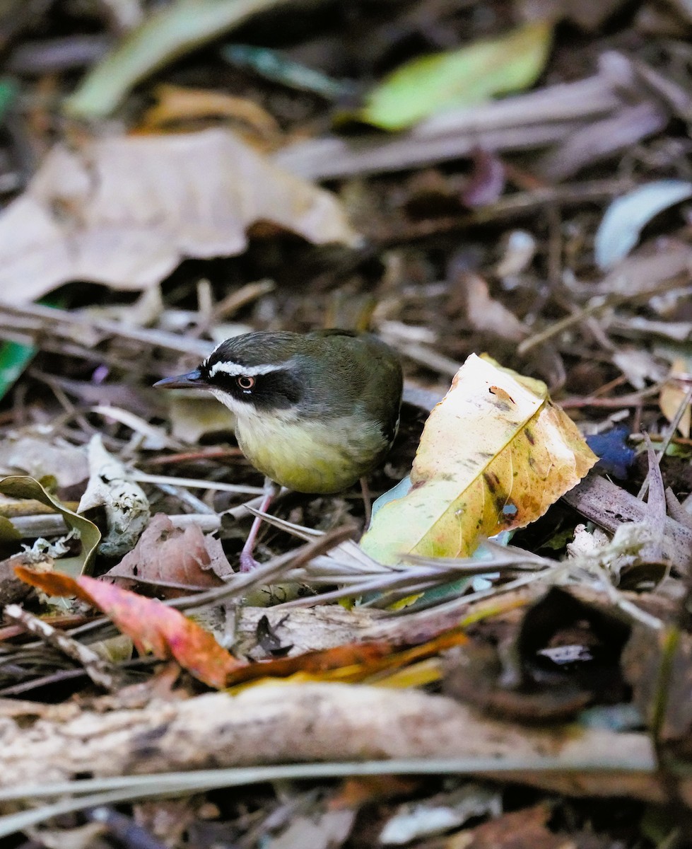 White-browed Scrubwren - ML642695815
