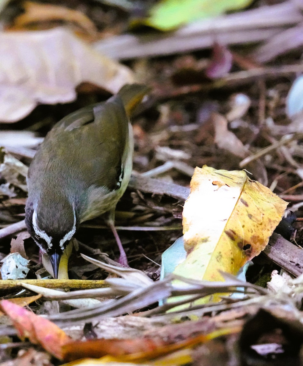 White-browed Scrubwren - ML642695818