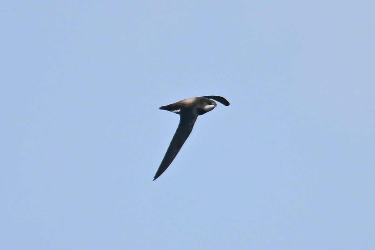 White-throated Needletail - ML642695819