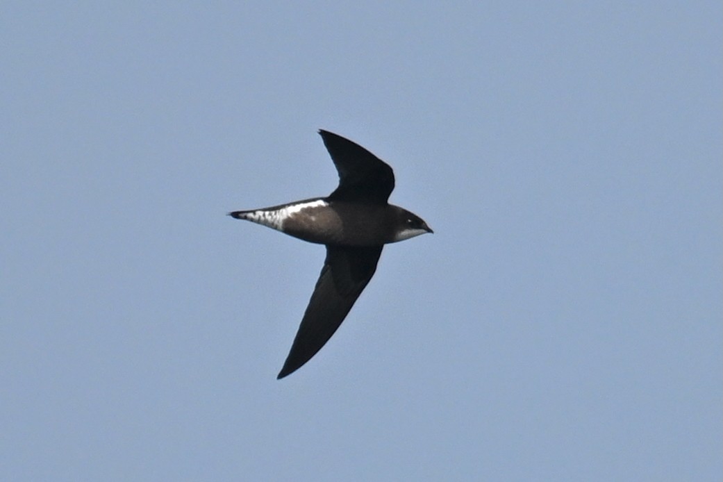 White-throated Needletail - ML642695820