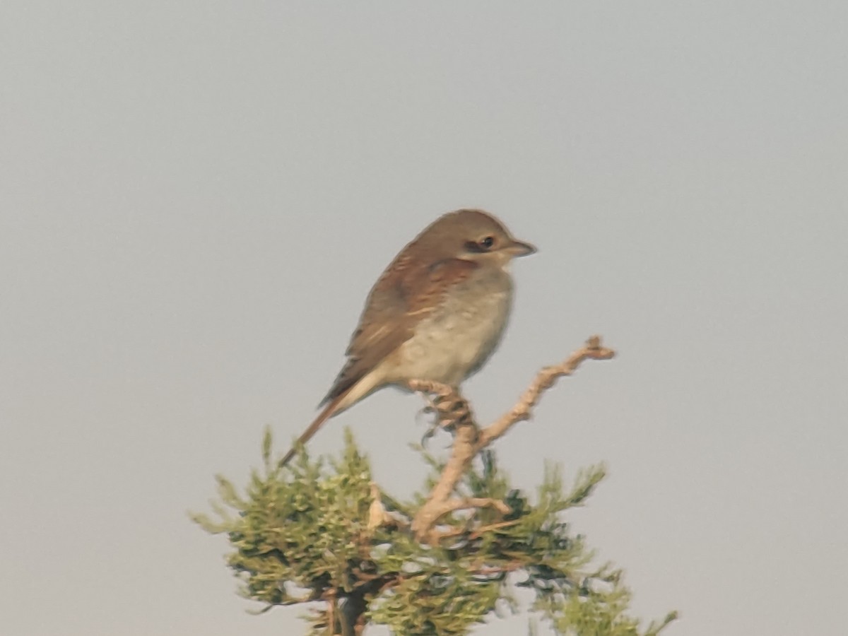Antzandobi arrunta - ML642695821