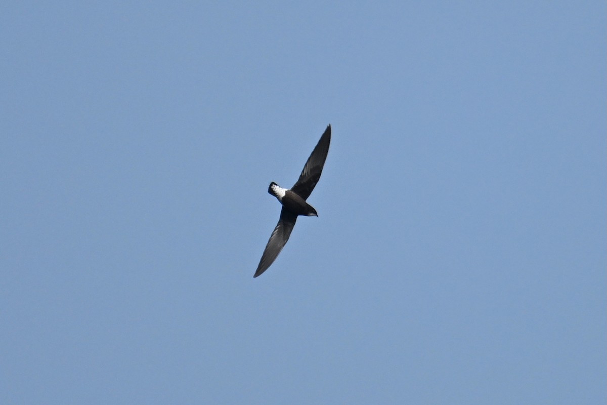 White-throated Needletail - ML642695822
