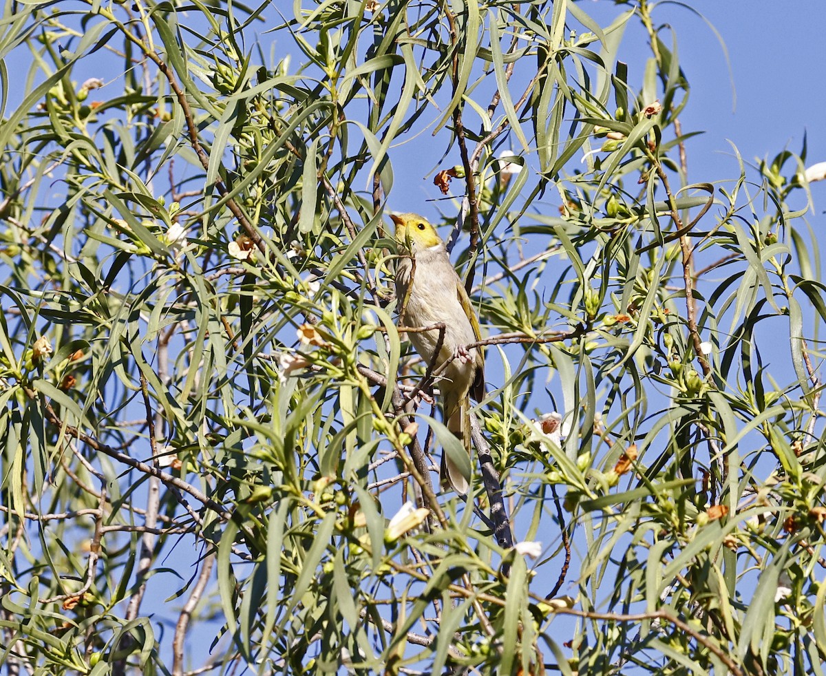 White-plumed Honeyeater - ML642695823