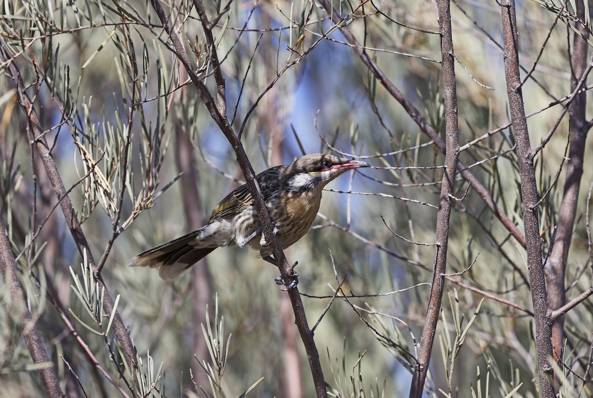 Spiny-cheeked Honeyeater - ML642695824