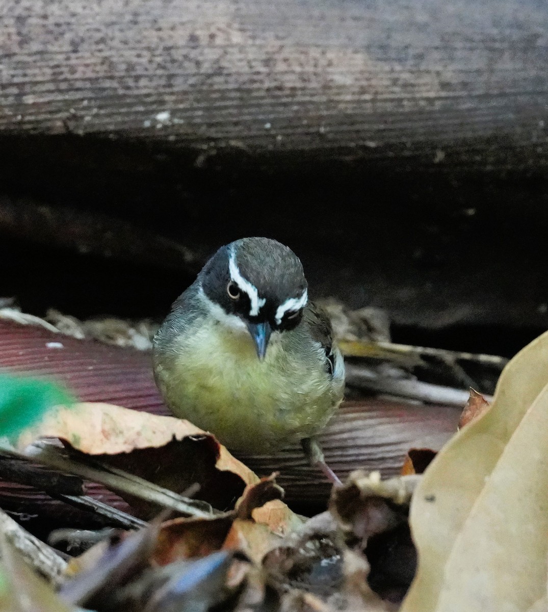 White-browed Scrubwren - ML642695825