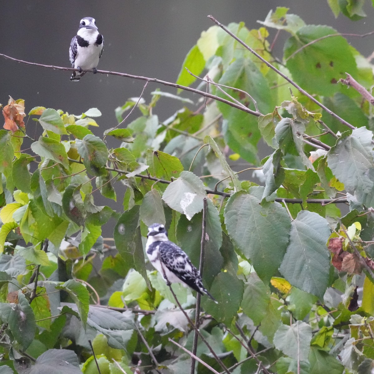 Pied Kingfisher - ML642695832