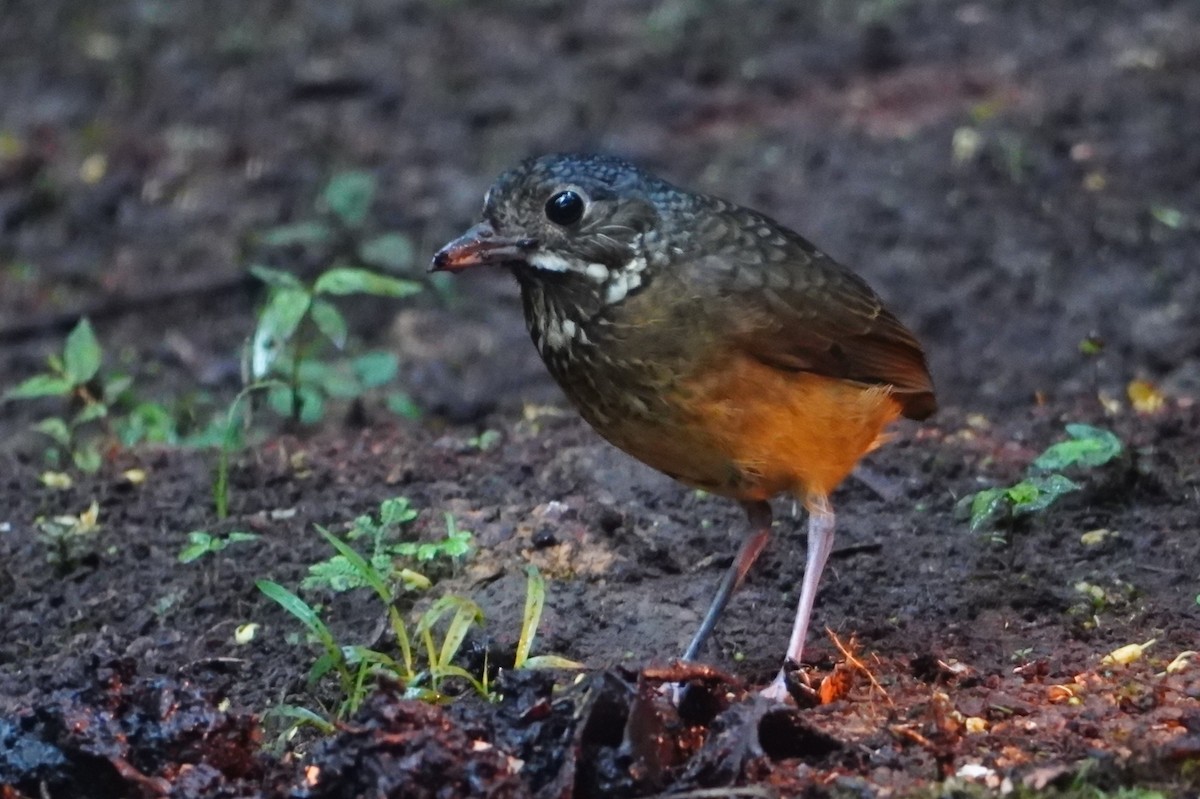 Scaled Antpitta - ML642695851